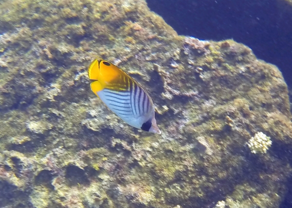 I'm pretty sure this one is a threadfin butterflyfish.