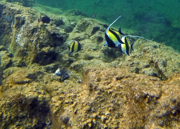 I believe these are pennant butterfly fish.