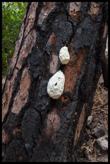 This poor tree had several termite nests.